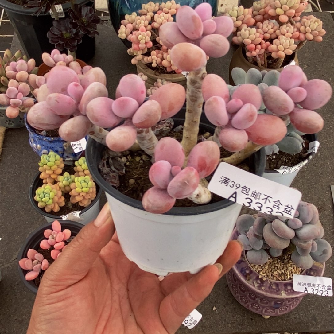 3332糖果桃蛋13cm多肉