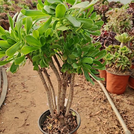 原始绿加急发货15