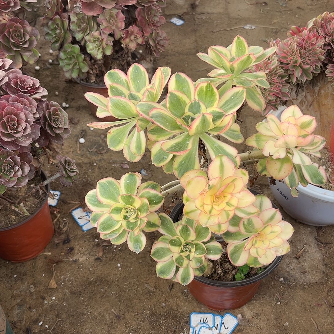 13燕姿无主头法师多肉植物