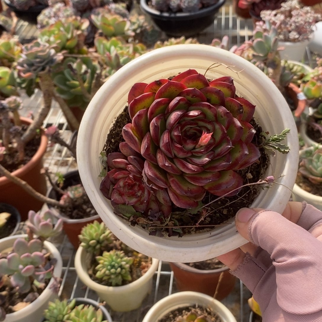 5943肉酱玫瑰一物一拍