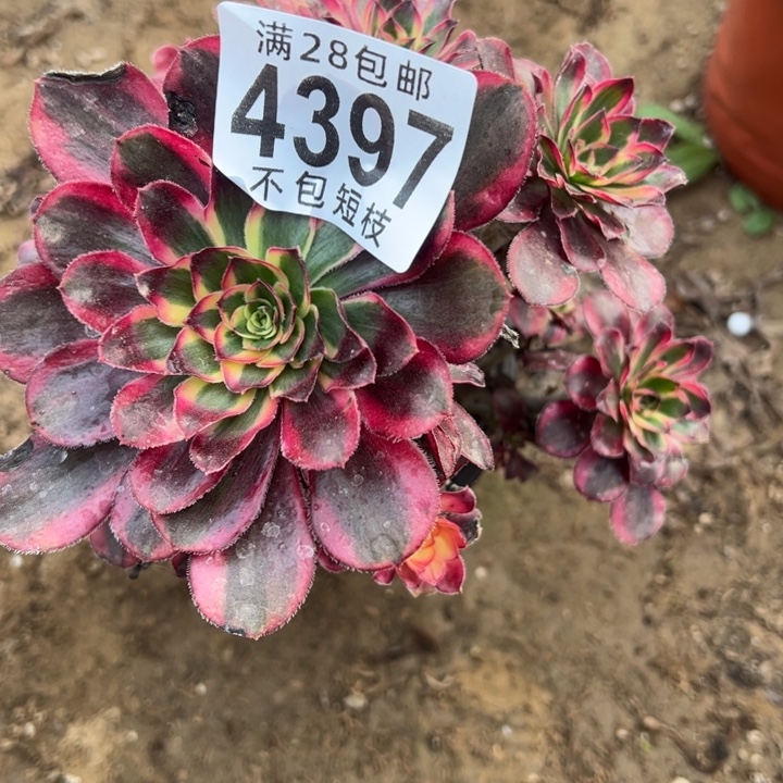 开***天香丽多肉植物法师4397