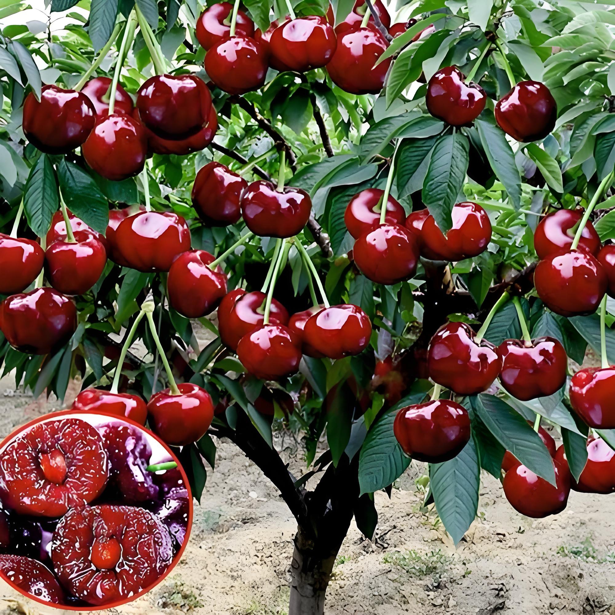 原盆原土带叶苗盆栽庭院果树南北方均可种植