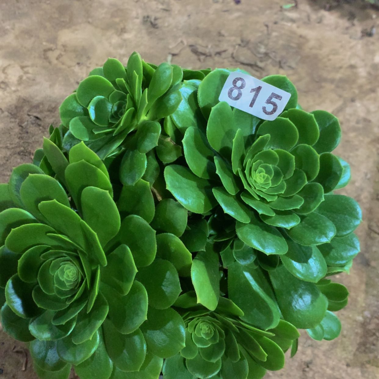 【闪购商品】815绿杨肉多肉