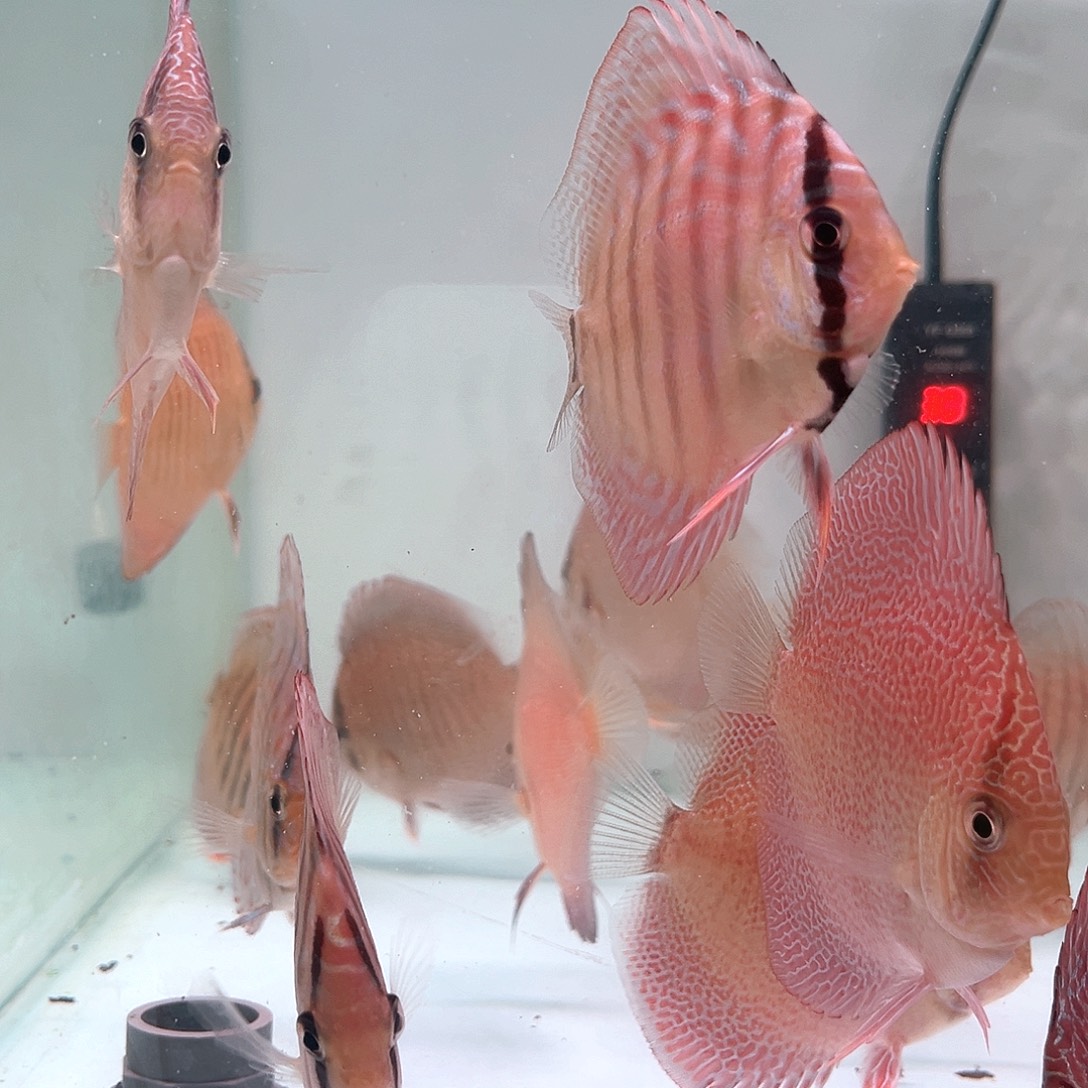 三***画红卡3十四栋2条肉身6-7