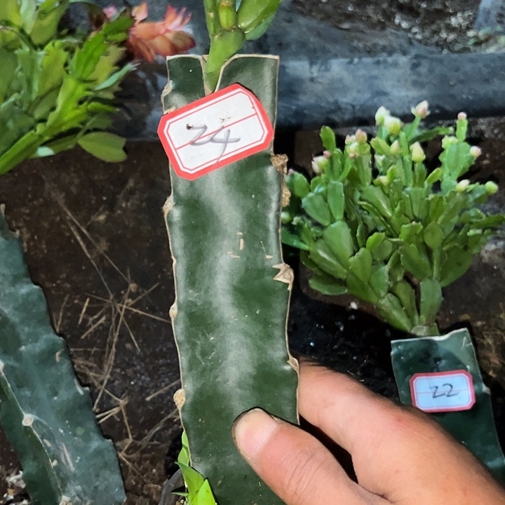 一***悔，24号带盆037嫁接苗