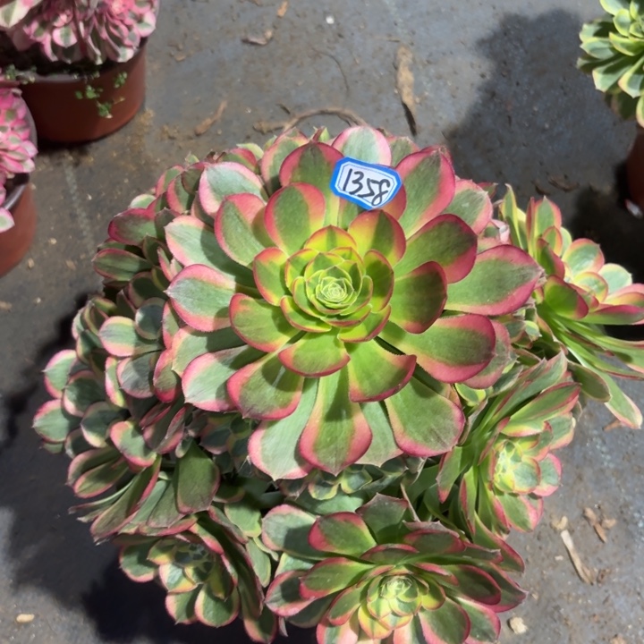 万奶白1358一物一拍法师多肉