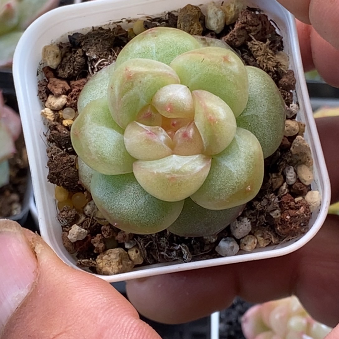 天官赐福百无禁忌