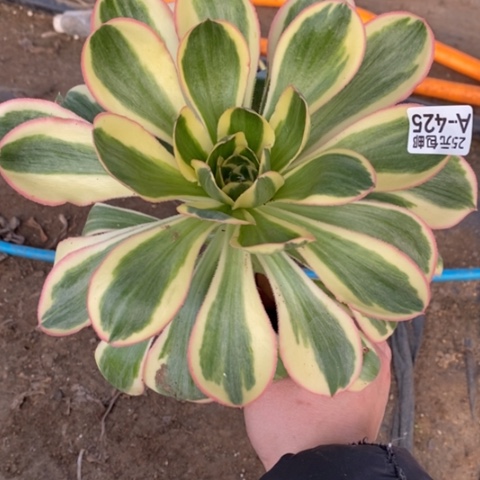 424燕姿锦满25包邮多肉