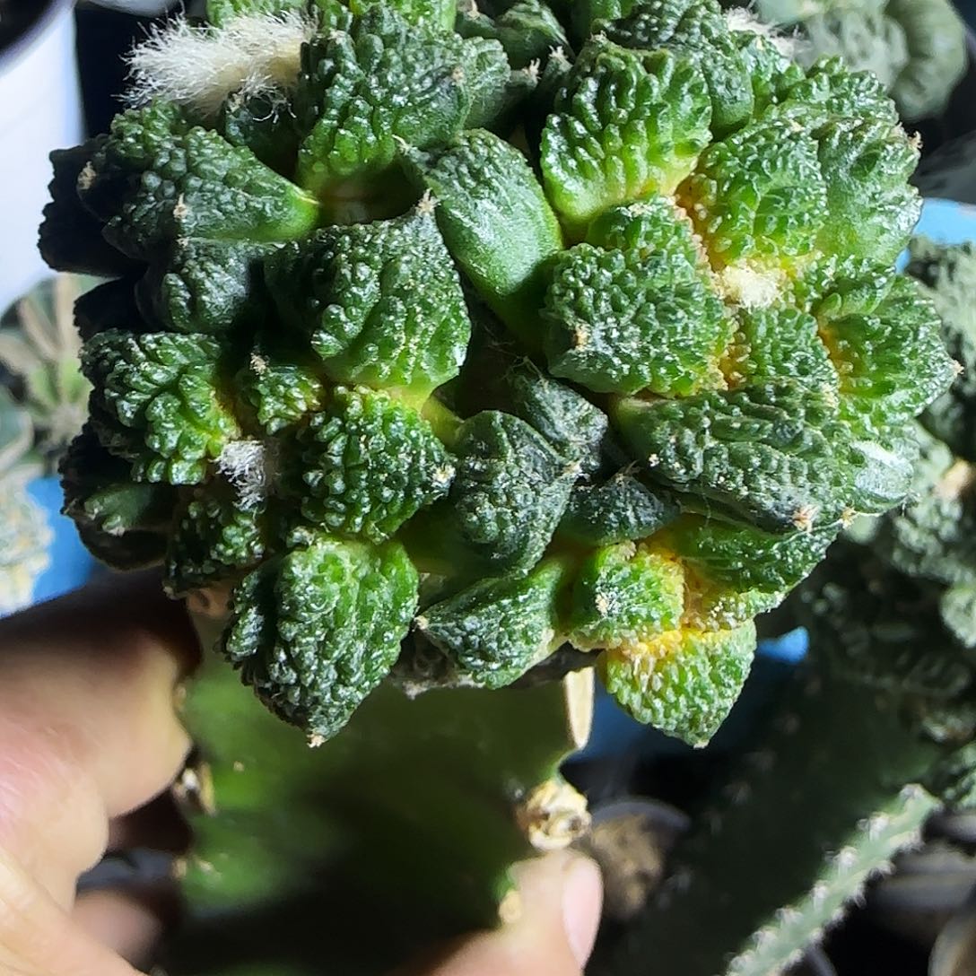 哥斯拉群头821仙人球