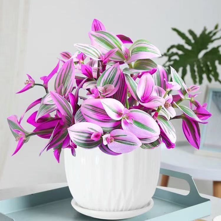 油画5颗【满18包邮】