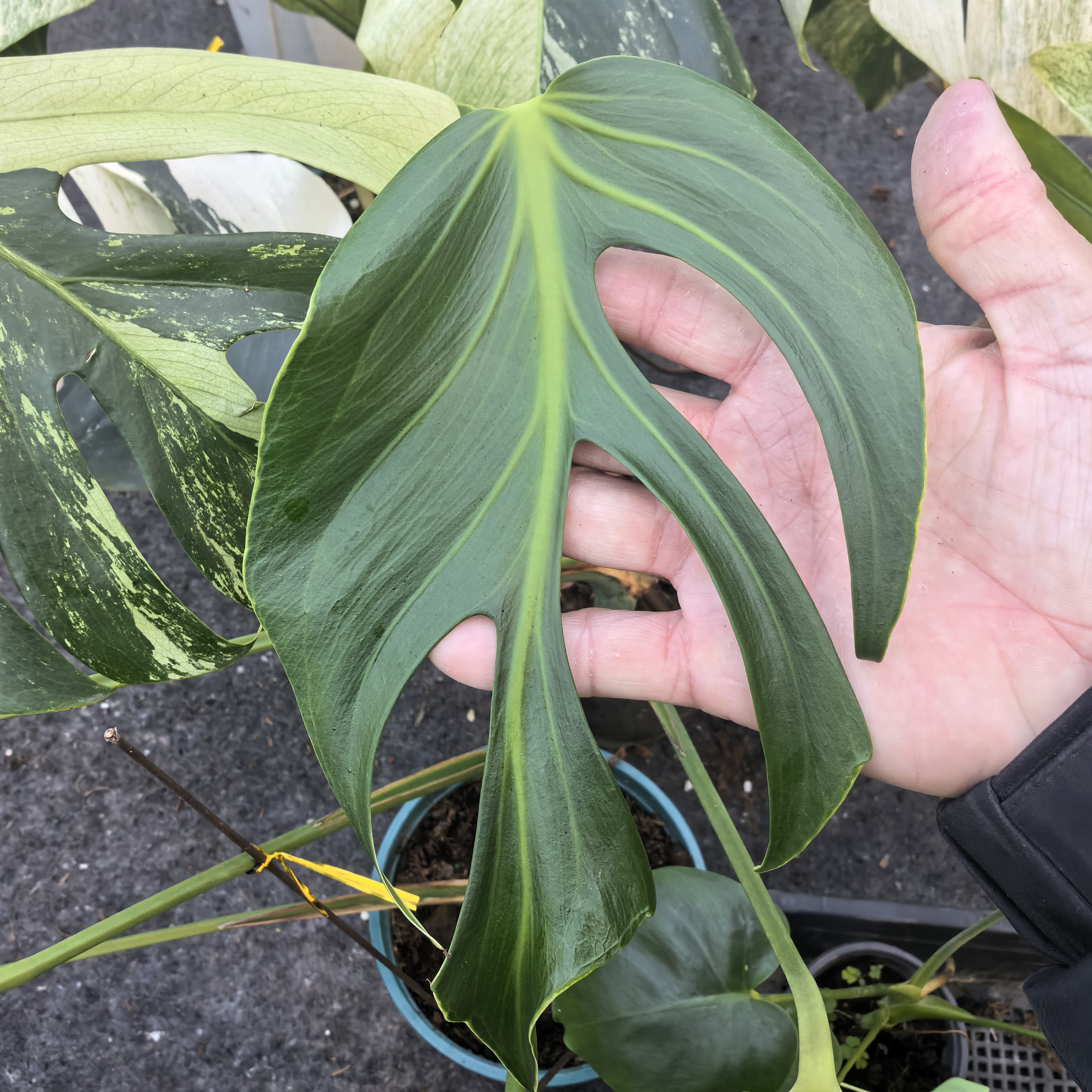 明宇热植 巴西龟背竹室内观叶植物