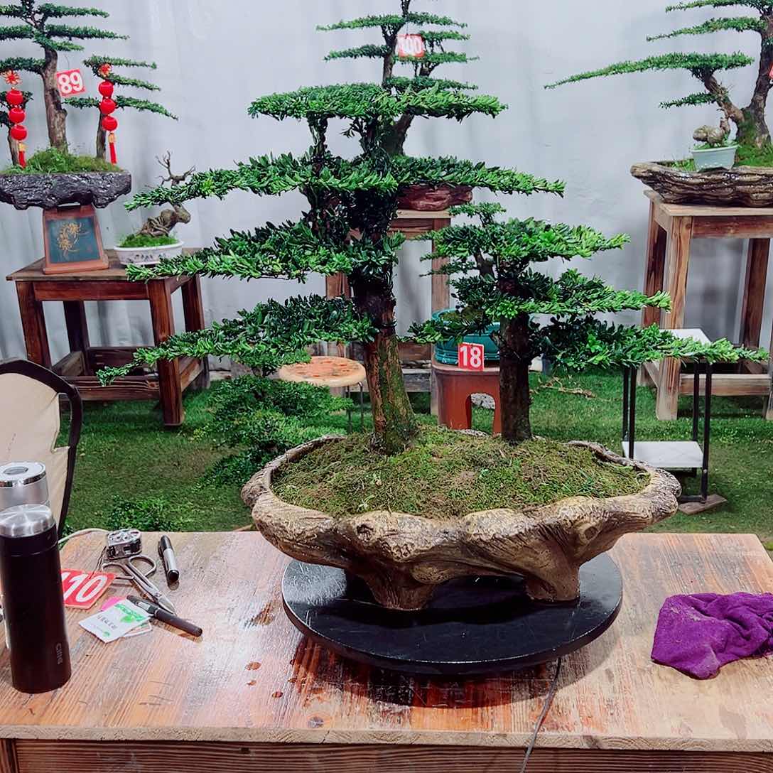 罗汉松小老桩罗汉松