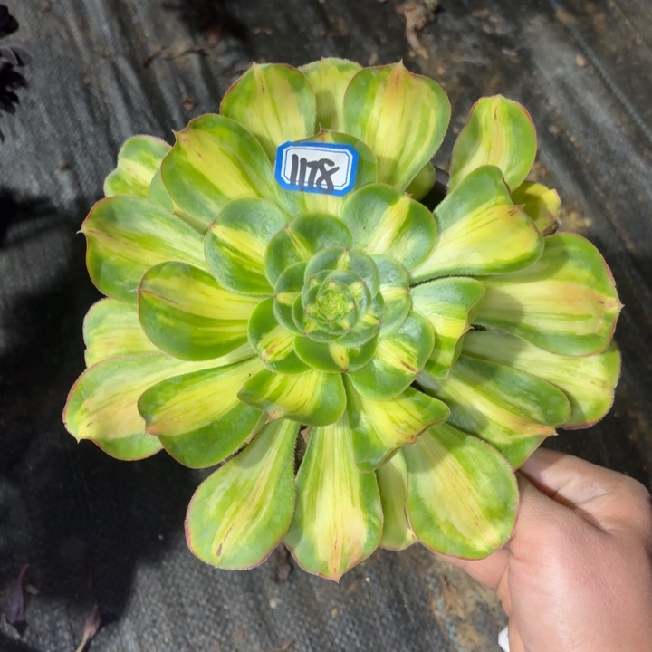 暴君1178一物一拍多肉