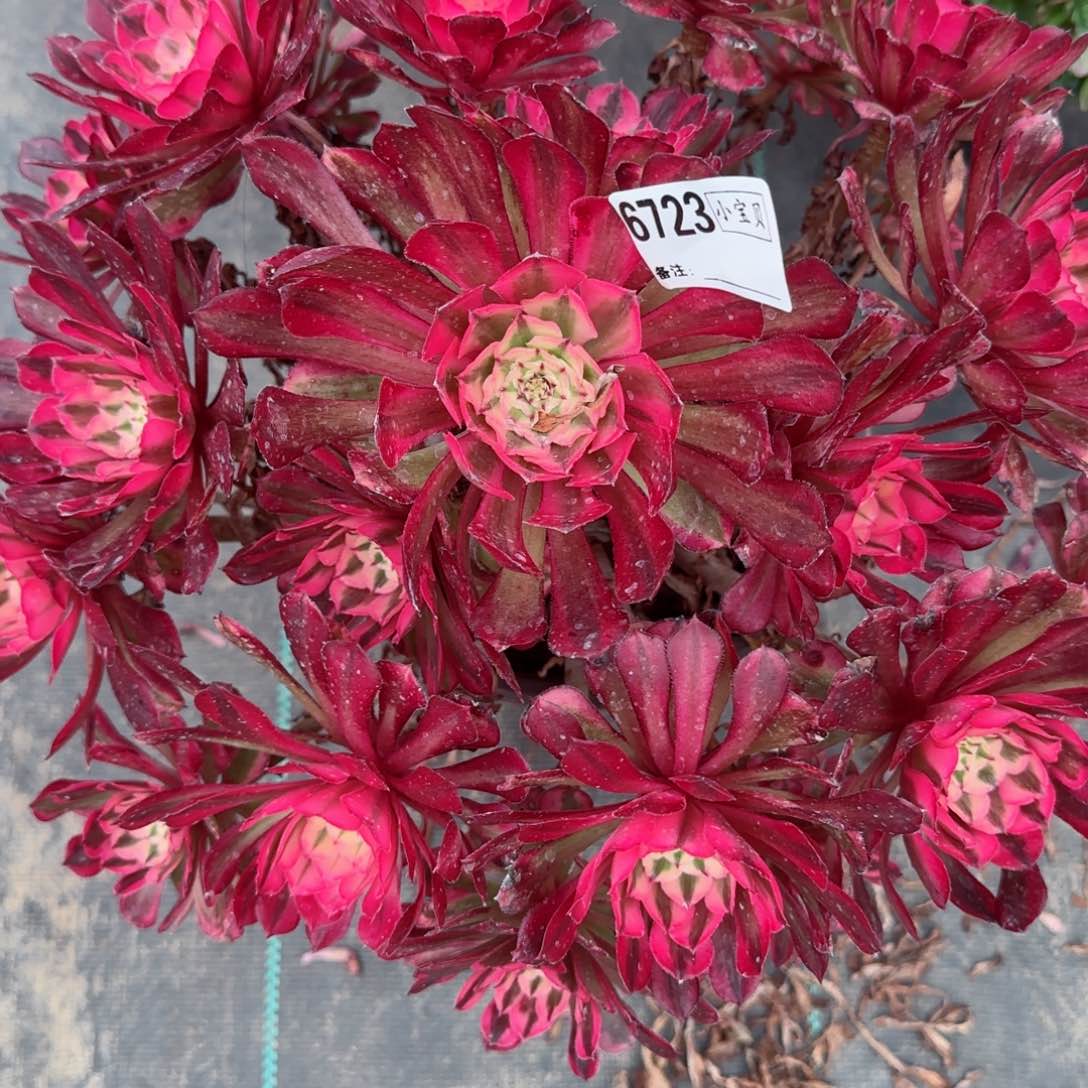 用****26723红铜多肉多肉