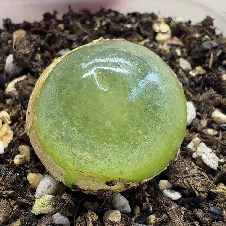 老马生石花2.5灯泡2104