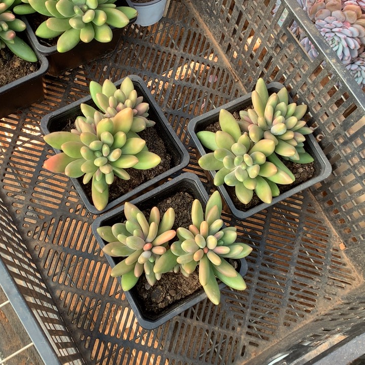 正版芒果奶多肉植物