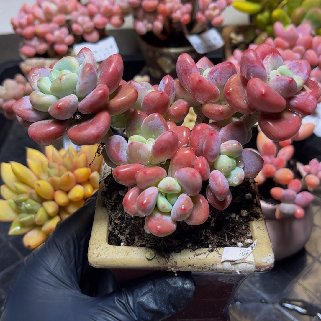 1042樱花洛神13厘米多肉