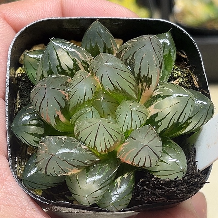 283大窗龙爪玉露锦