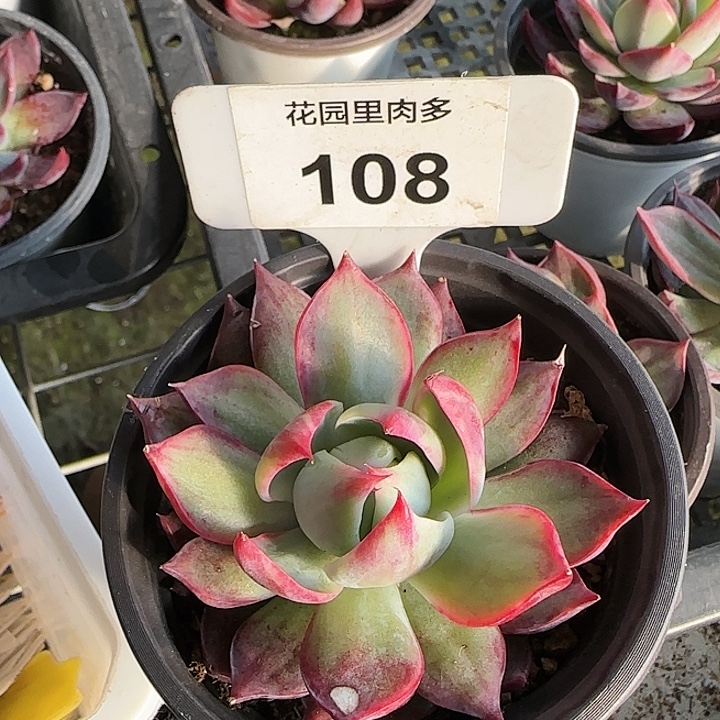 108 惊鸿仙子多肉植物6-9cm