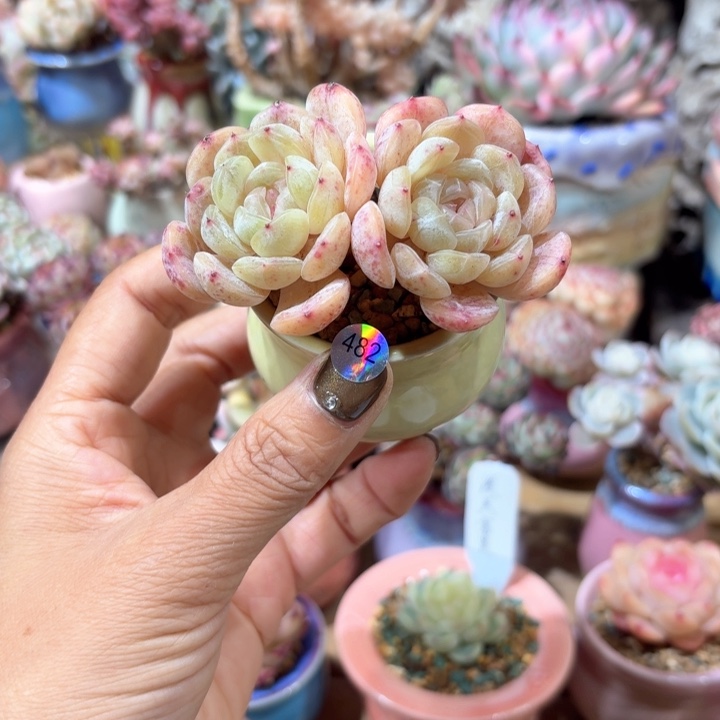 482 多肉含盆土 满30元包邮 除偏远地区