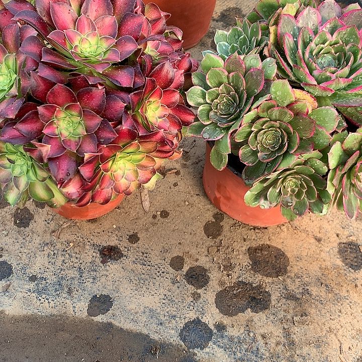 多肉植物14号粉花妖