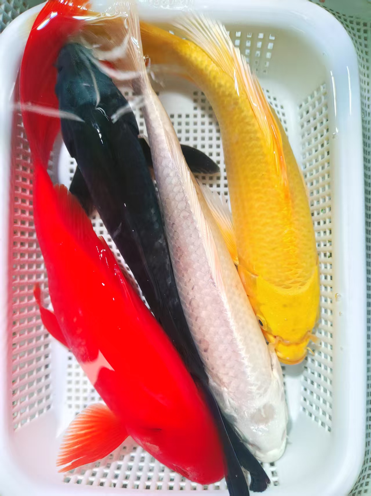 【四季发财】（15-18cm)黄1红草1黑1白1共四条锦鲤观赏鱼好养耐活