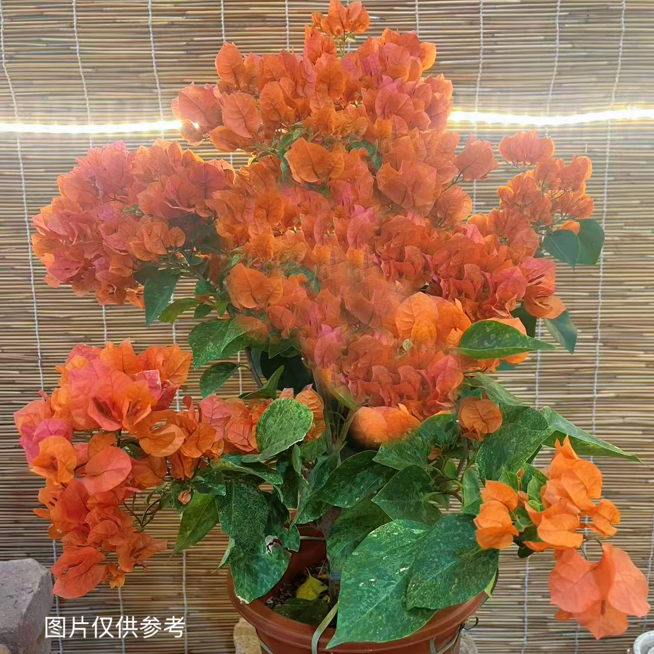 钻石橙·b新品亮橘色四季开花三角梅