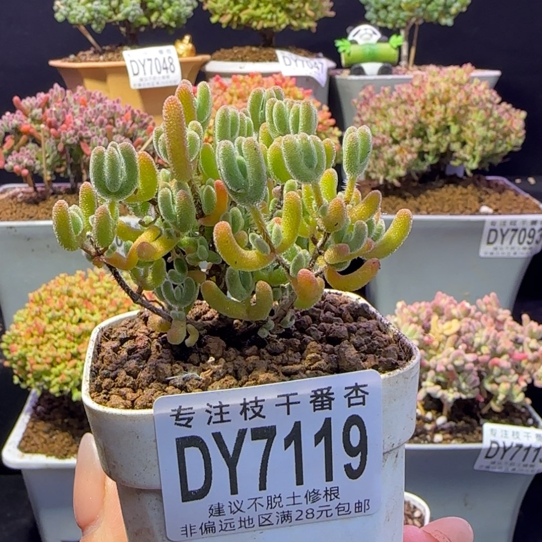 *****dy119冰荔随单出橙色个体