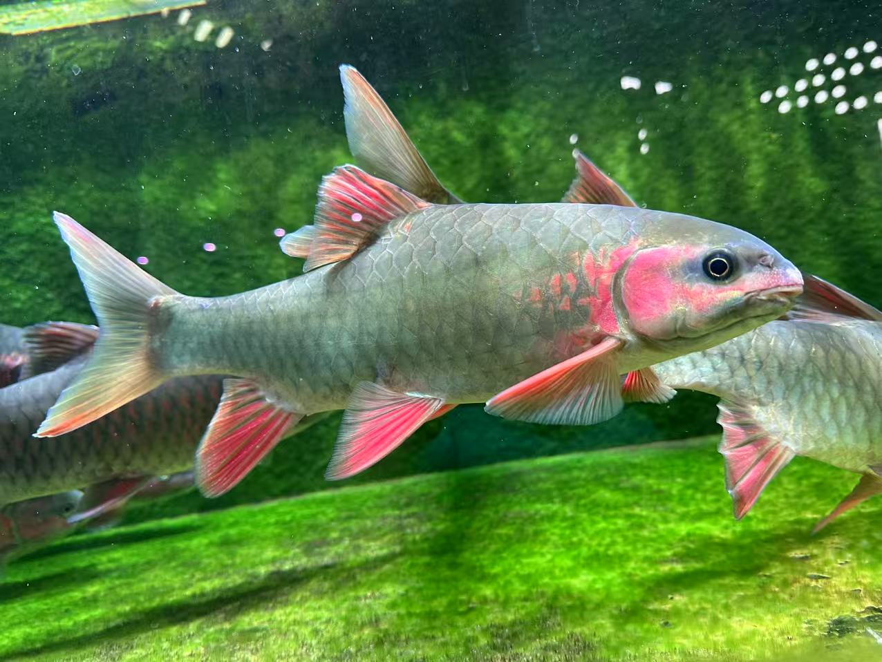 原生青竹鲤鱼，定水高品质好鱼