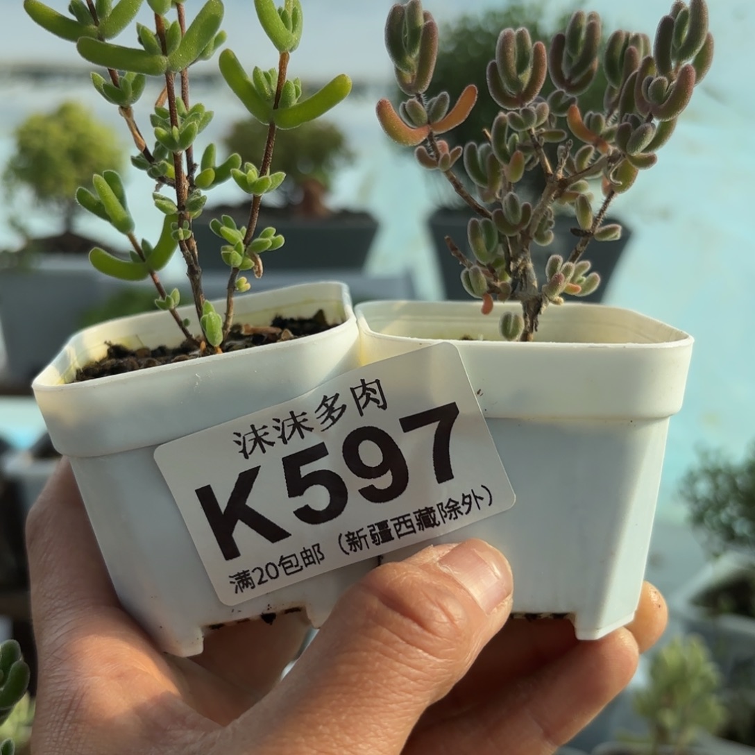 ****千597钻石和虾钳组合