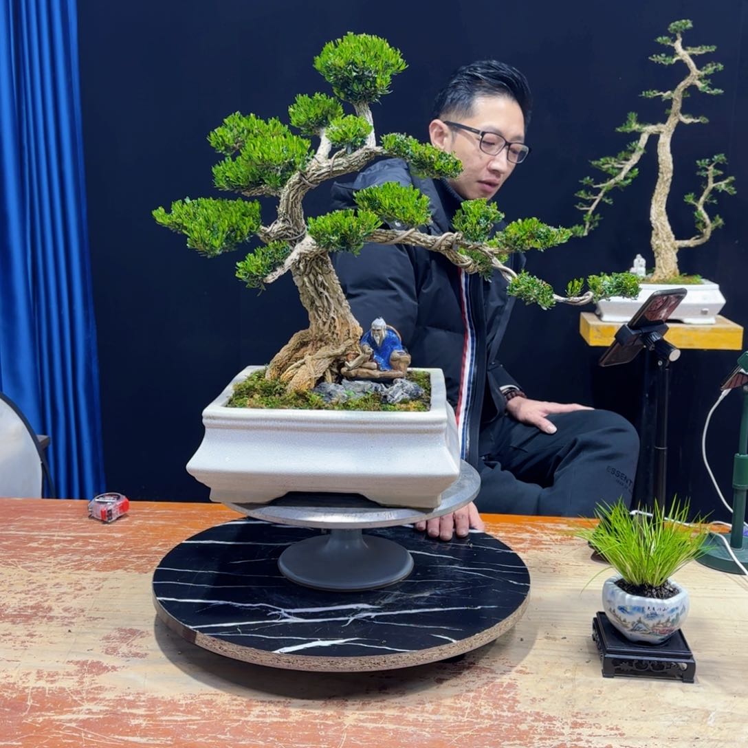 黄杨室内室外盆景艺术