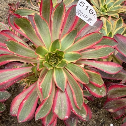 巫毒白多肉多肉5160