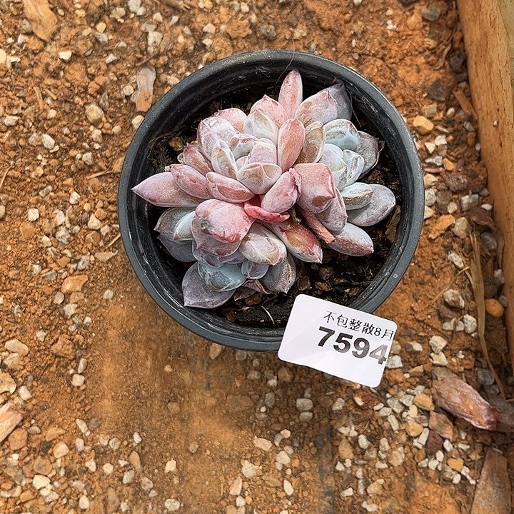 阿雅园艺。       7594星影