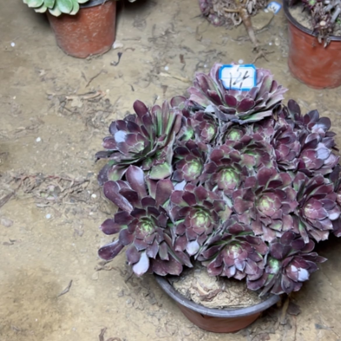 【闪购商品】多肉植物何兰14