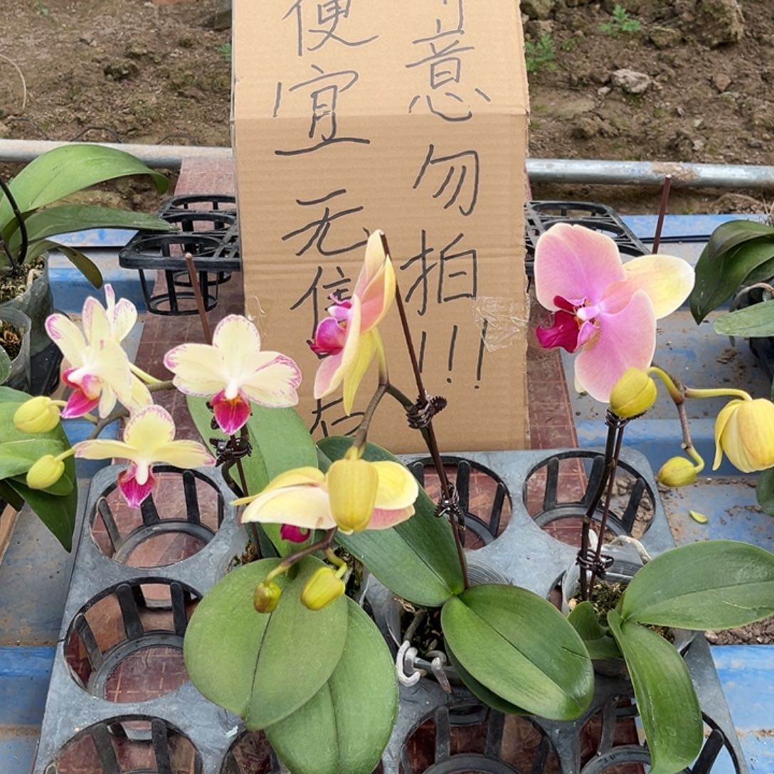 安***静完全开放蝴蝶兰3个不售后