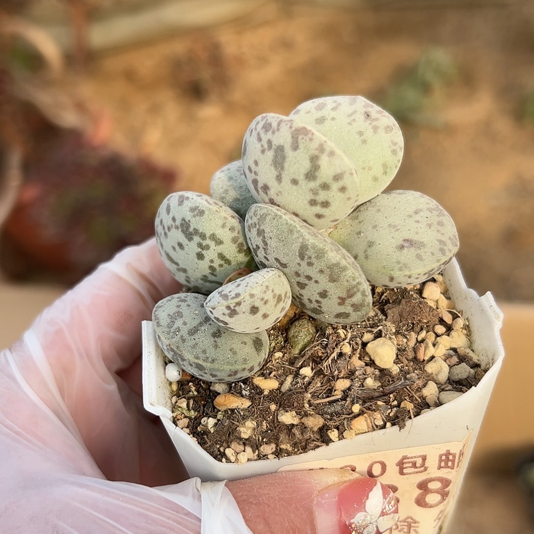 多肉植物多肉植物