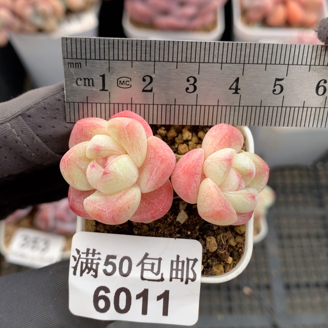 6011。小腿冰玉双头带崽。