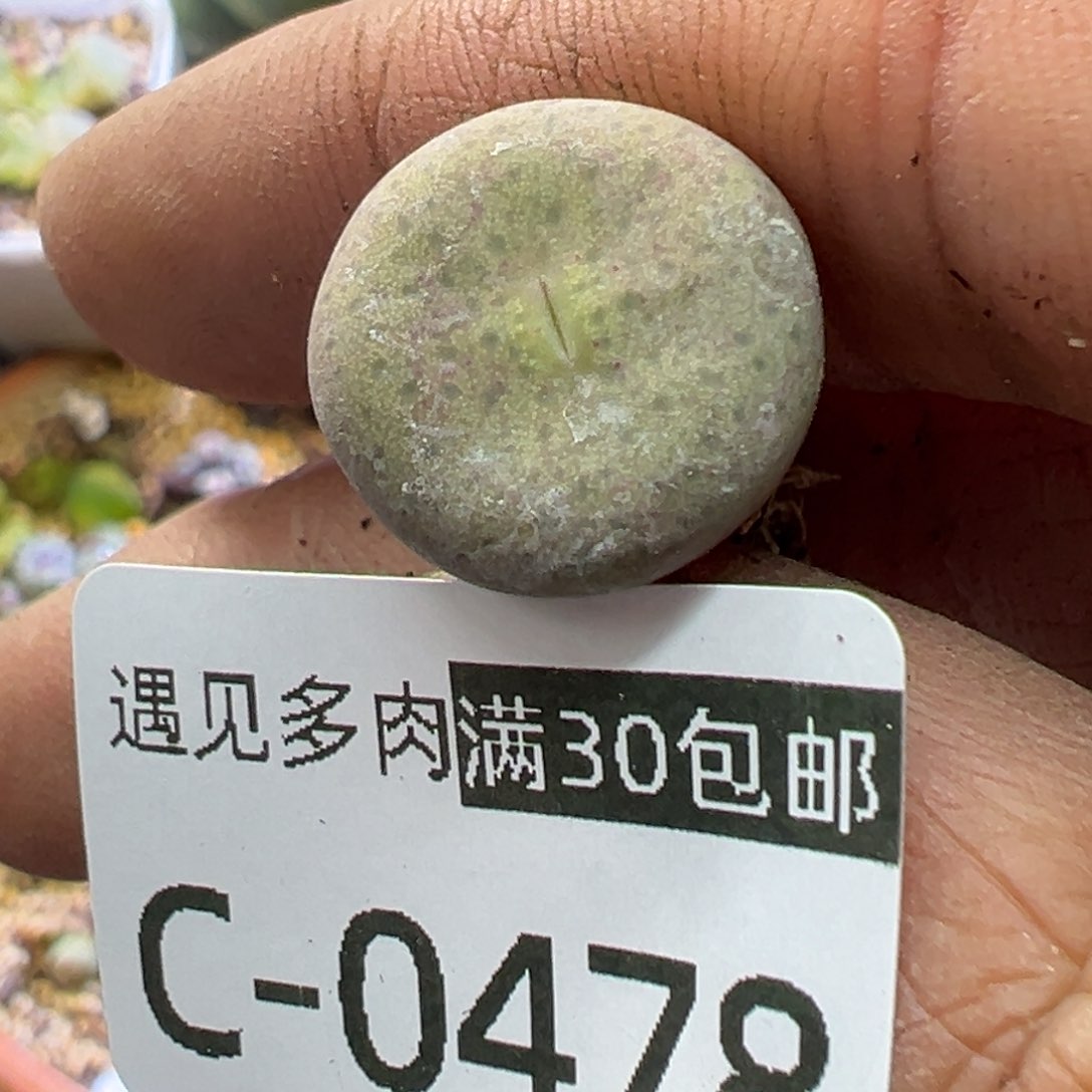 多肉植物1111111111111111