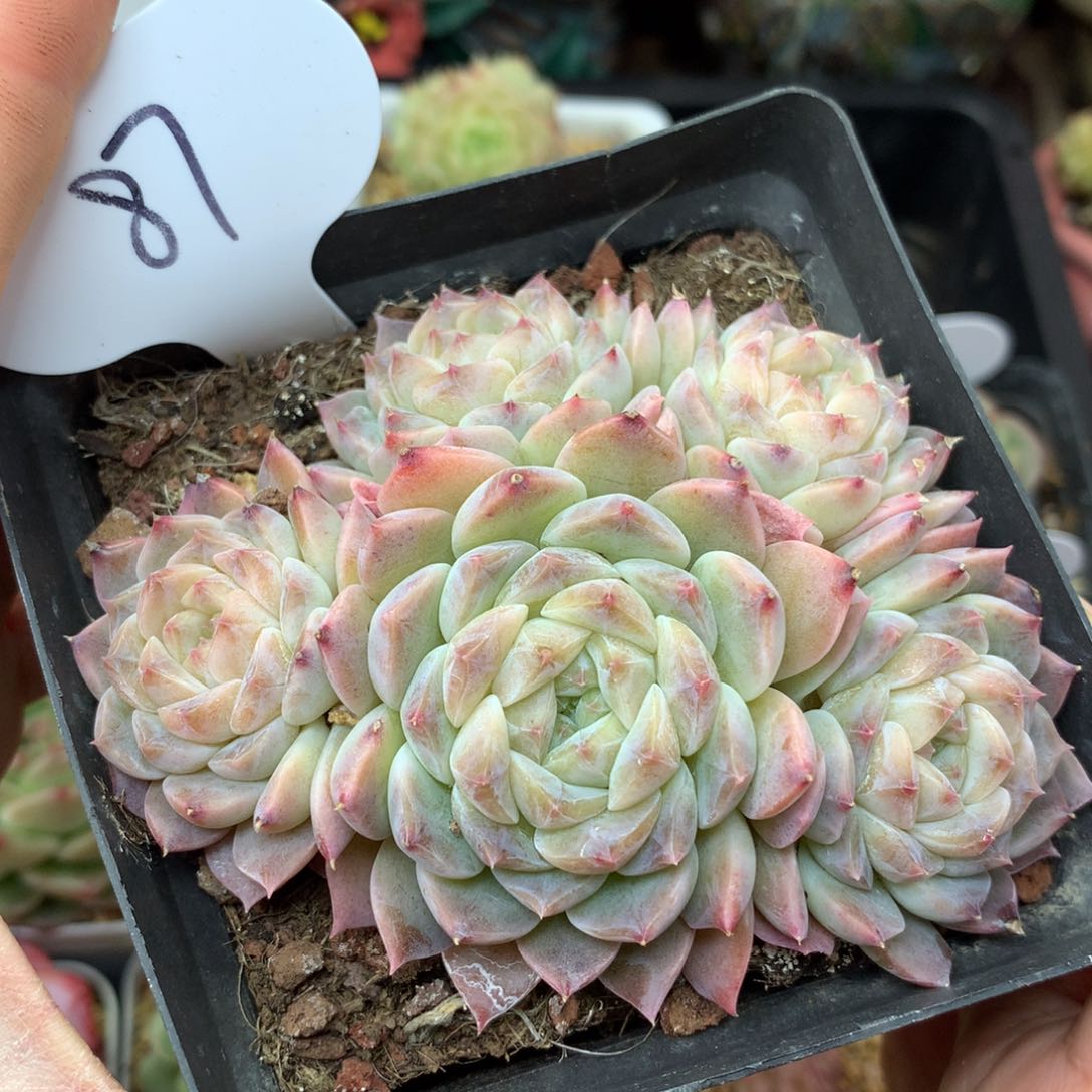 白巧克力冰魄无砍群87