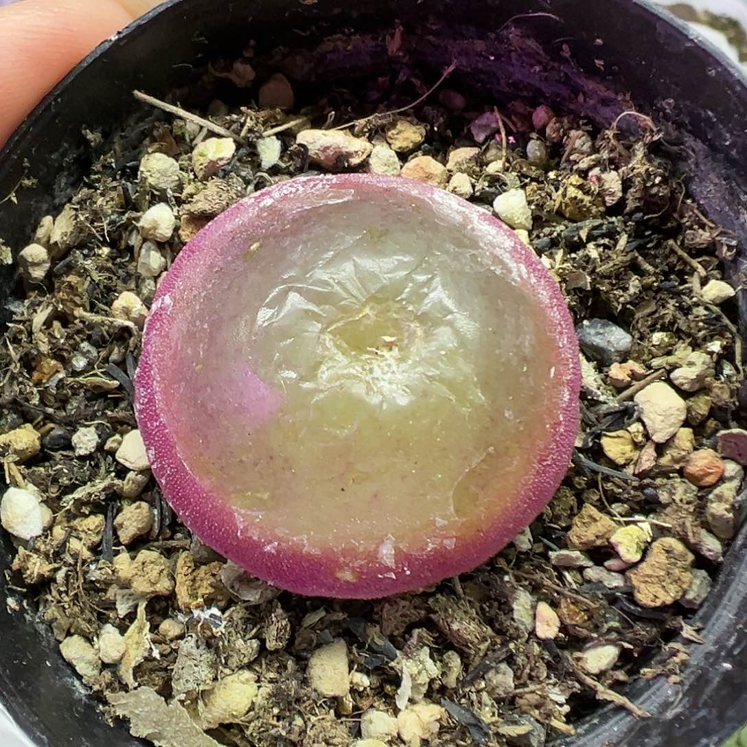 708灯泡带盆土发货