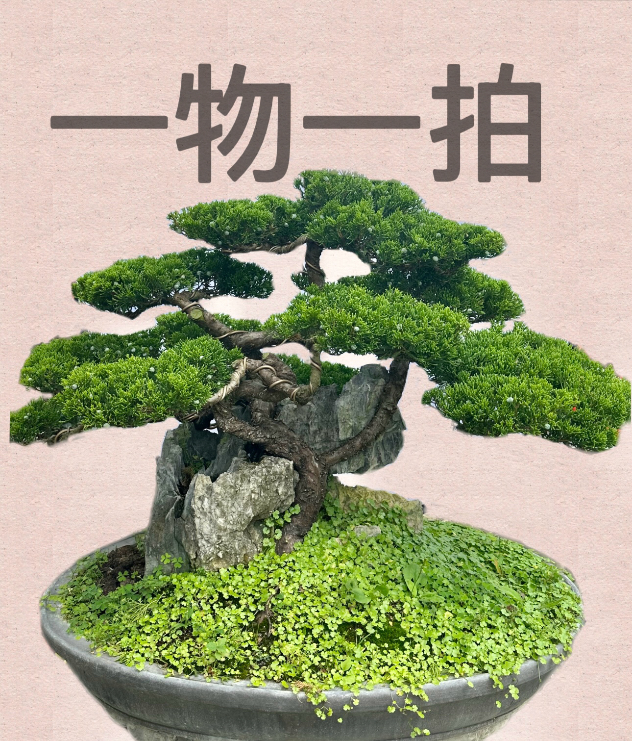 【柏盛园盆景3】一物一拍真柏柏树精品盆景老桩四季常青室内外可养