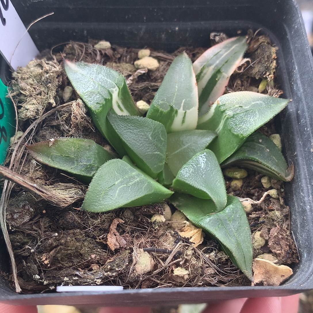 火焰山克锦一物一拍