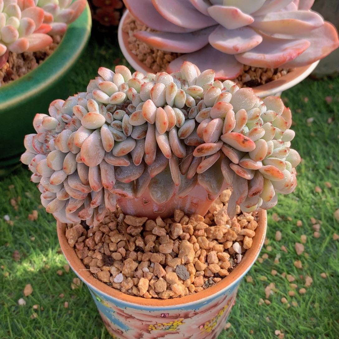 星星橙13 公分一物一拍