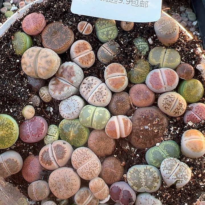 105生石花混合105