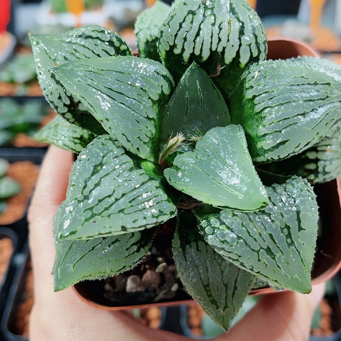 【闪购商品】马丽丽