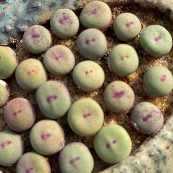 1380B小红嘴1颗买3送1