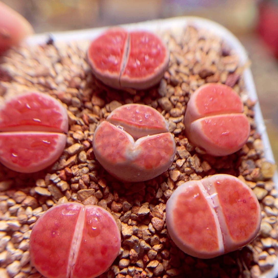 262号带盆盆包邮发货