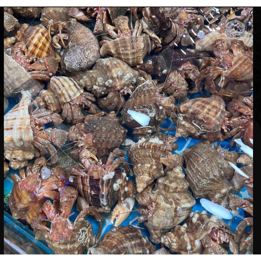 【野生虾怪蟹】大连本地吓怪蟹 顺丰发货