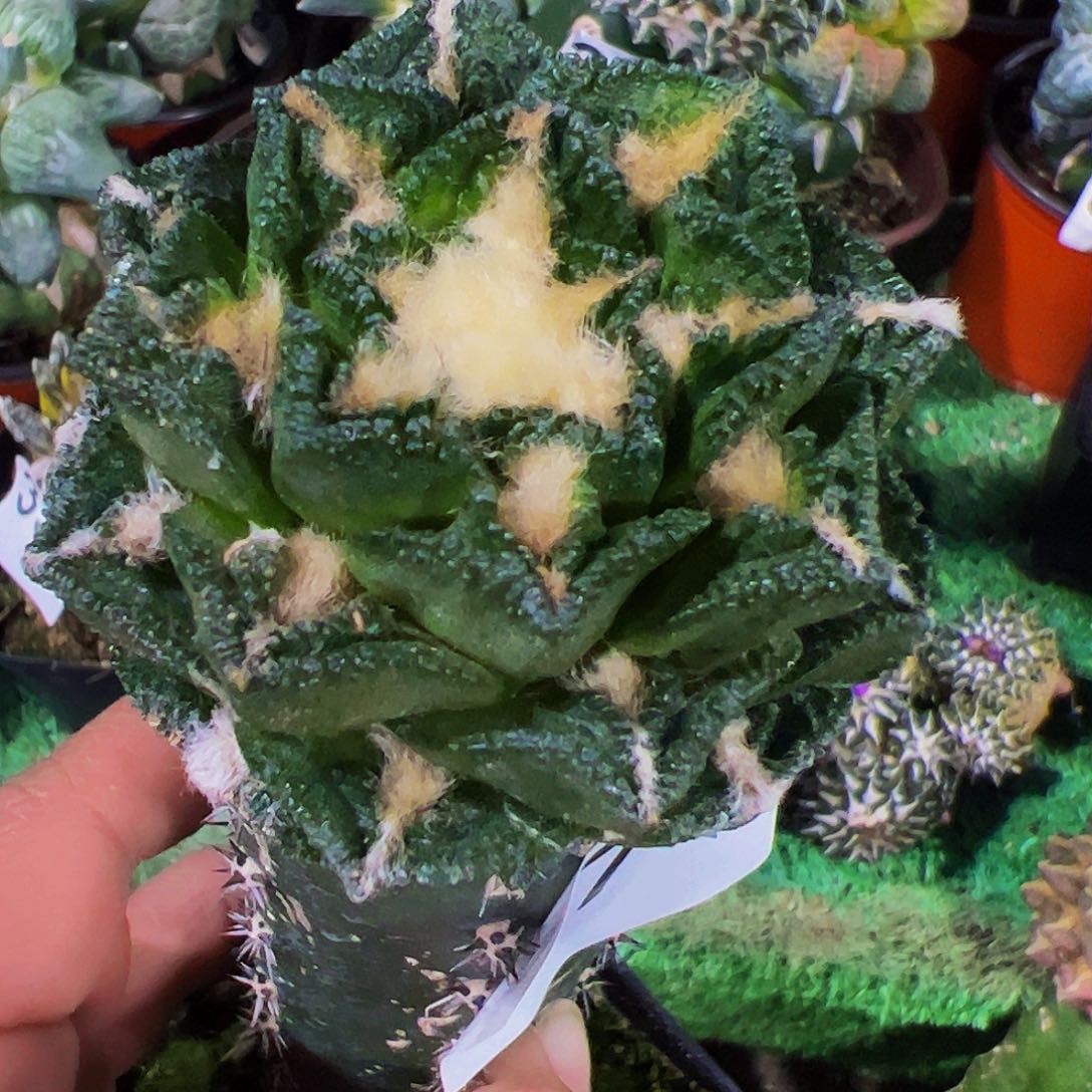 无花朵隔尤辛顿牡丹479