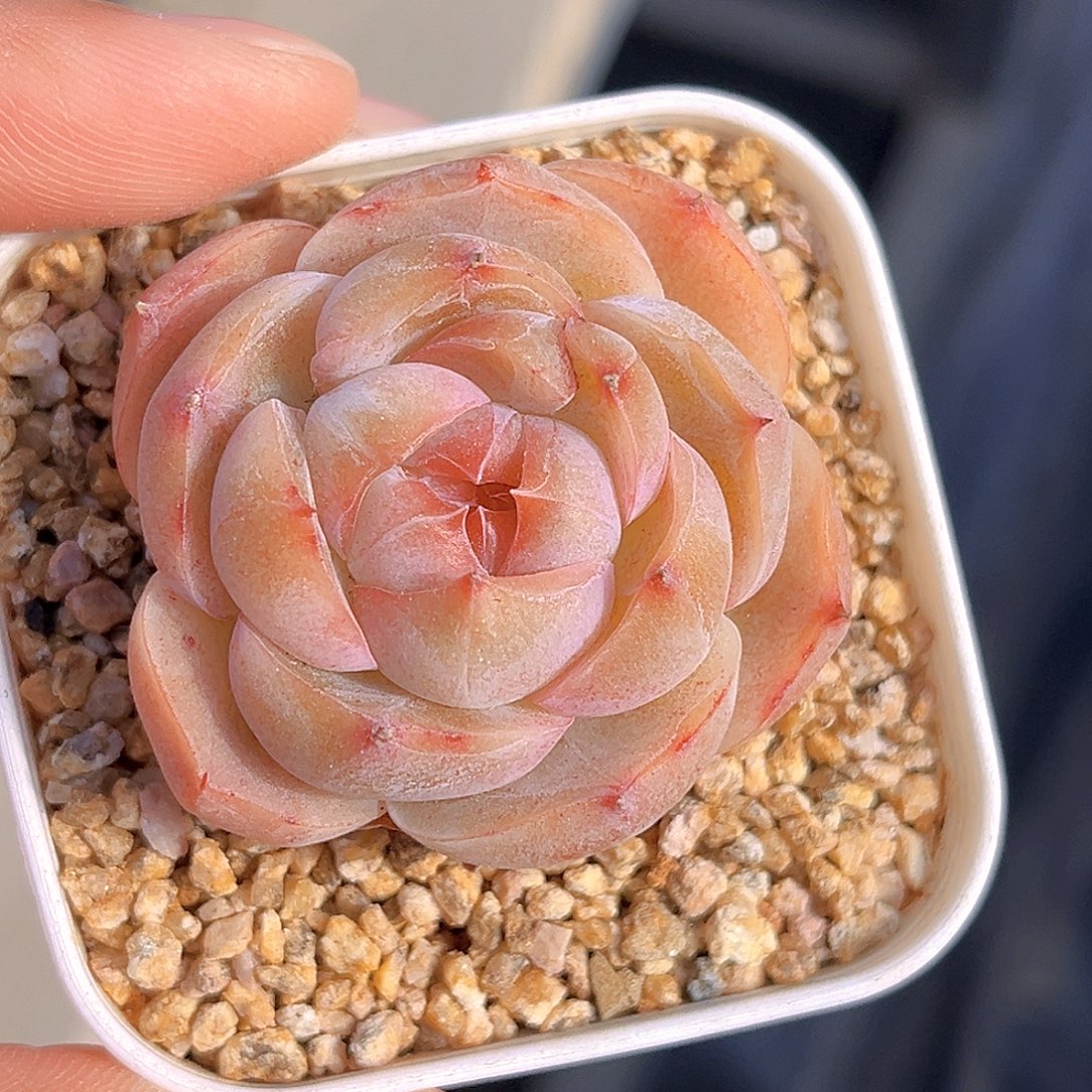 668  新品珍妮  满18包邮